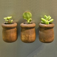 mini succulent planter refrigerator magnets