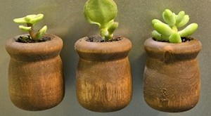 mini succulent planter refrigerator magnets