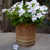 wood veneer vase--thumbnail