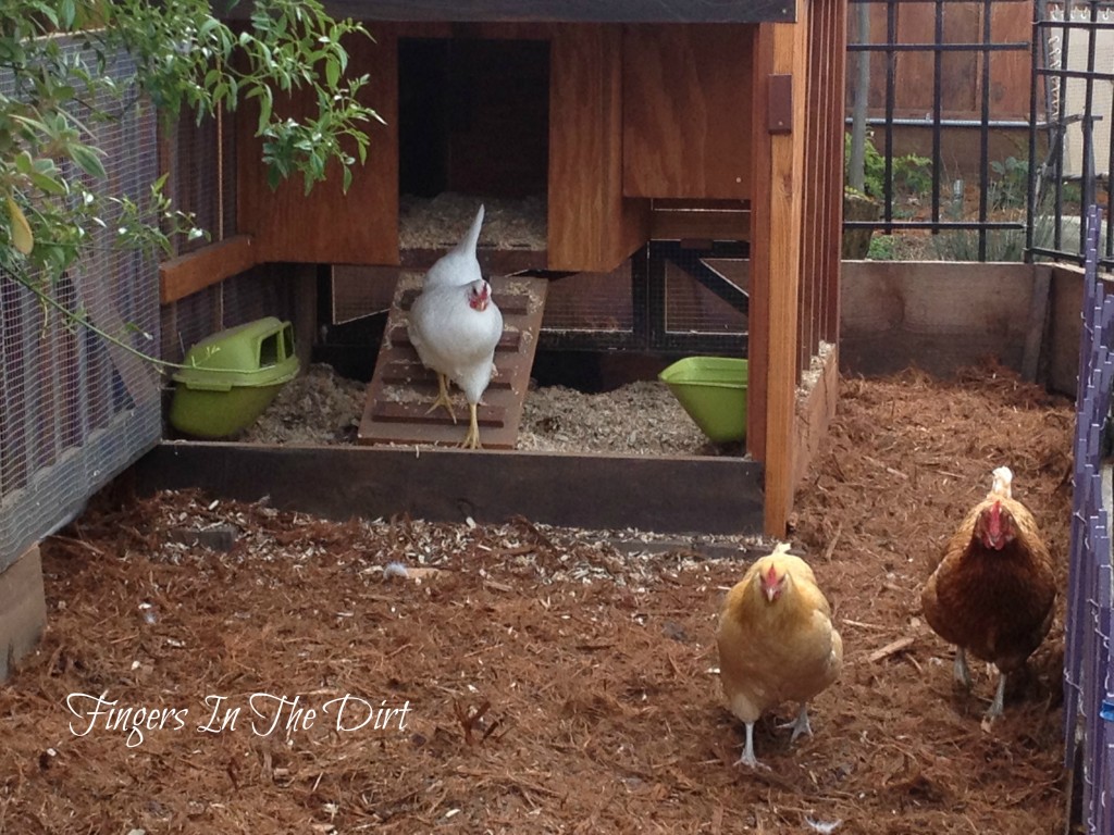 chicken coop for backyard chickens - from fingers in the dirt blog