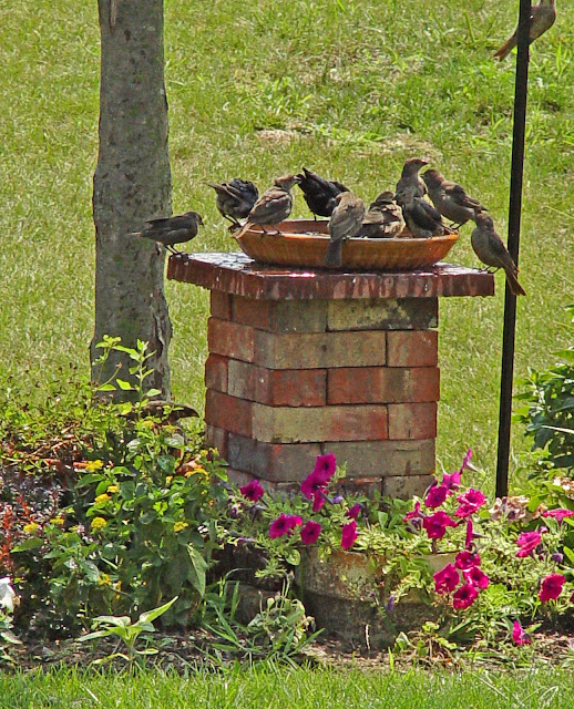 Outdoor project - build a birdbath, from Robin's Nesting Place