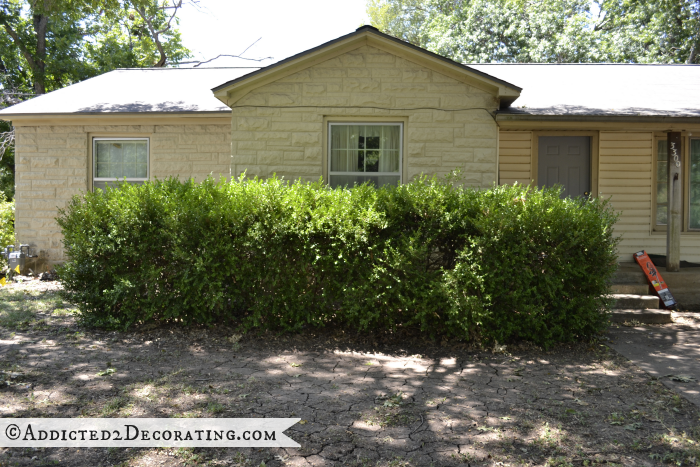 Overgrown boxwoods in front of house