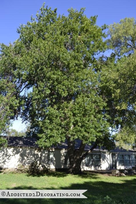 Large oak tree in back yard 2