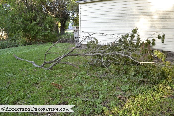 Large oak tree in back yard 3