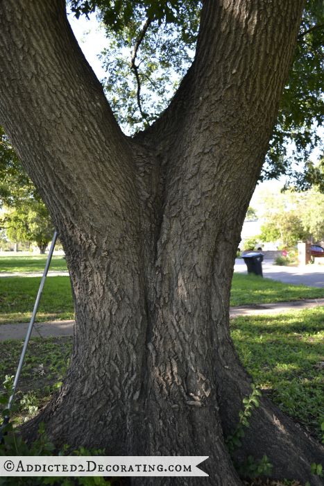 Large oak tree in front yard 1