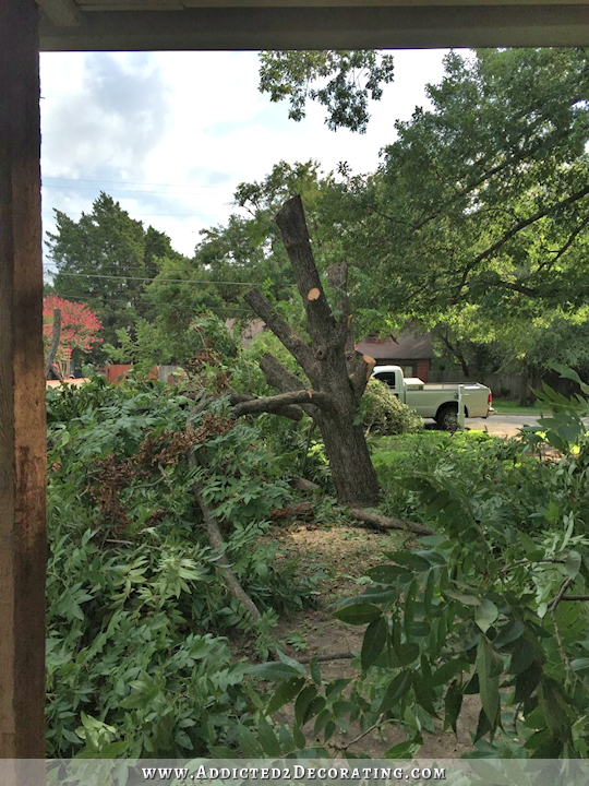 trees in front yard - pecan tree during removal - 1