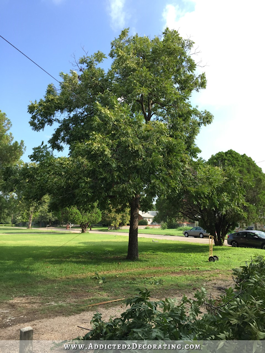 trees in front yard - pecan tree trimmed - 1