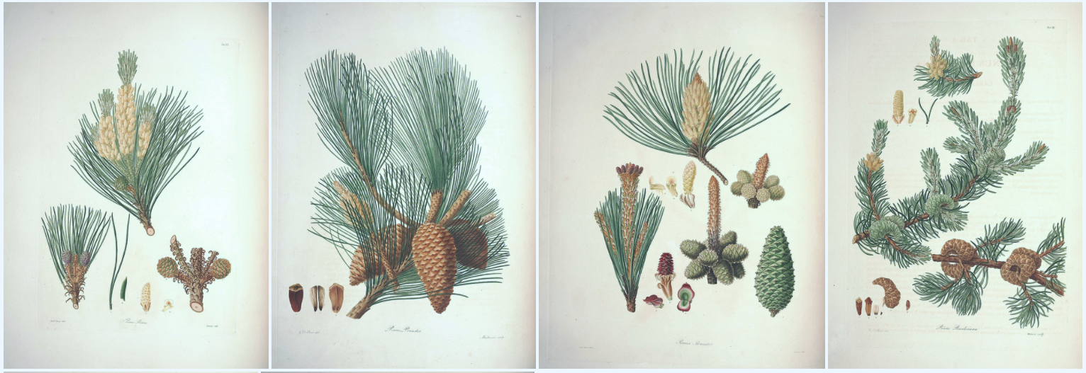 biodiversity heritage library - A description of the genus Pinus