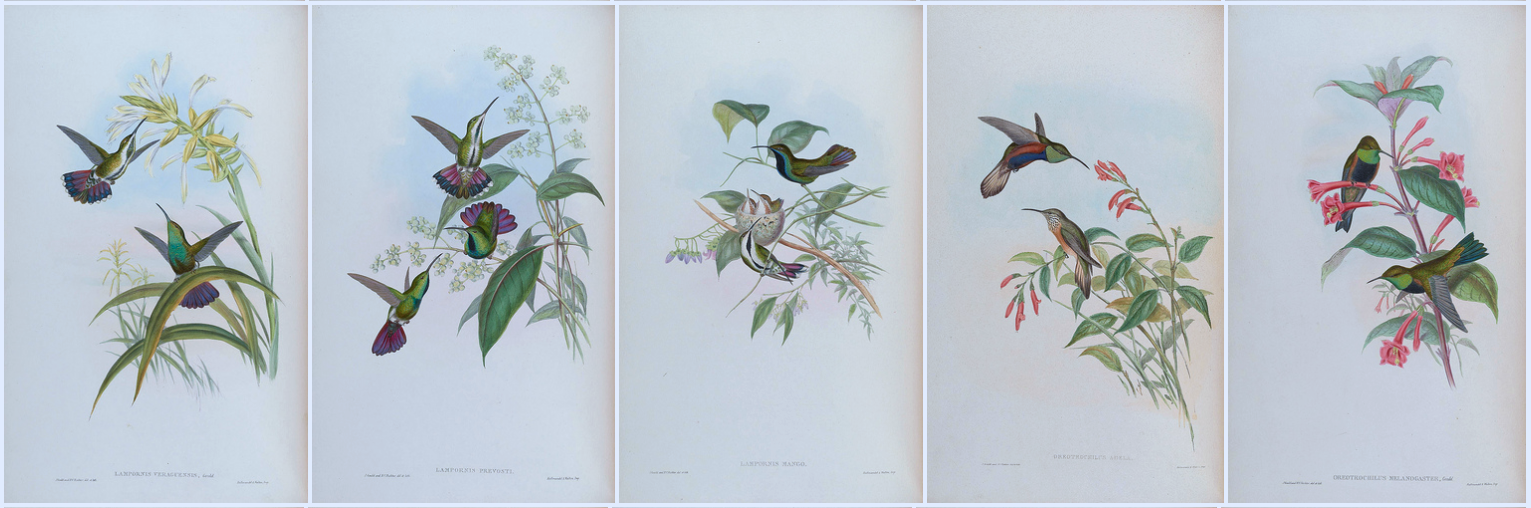 biodiversity heritage library - A monograph of the Trochilidæ, or family of humming-birds