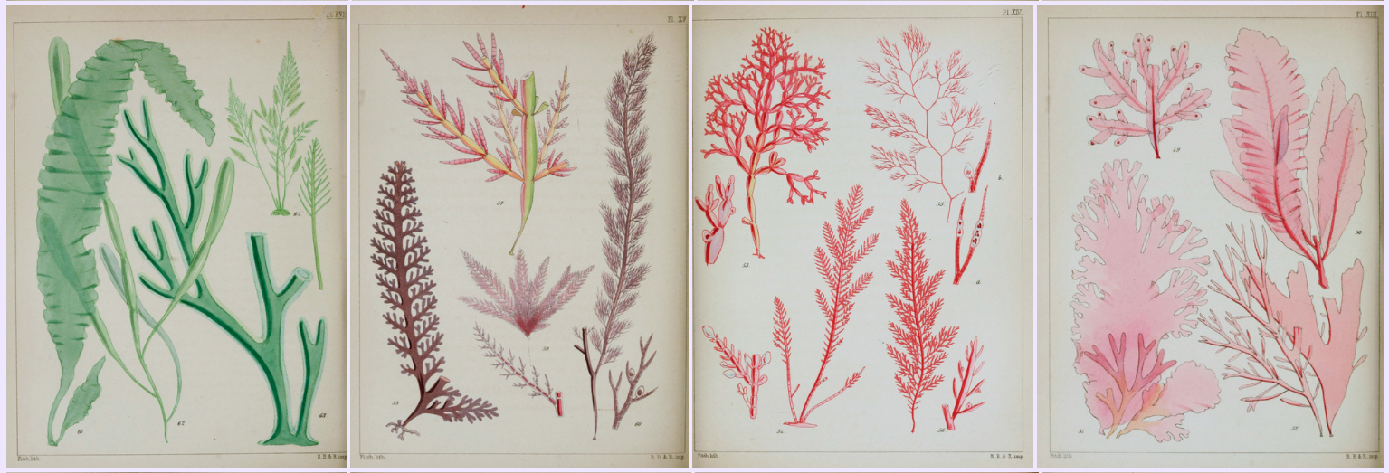 biodiversity heritage library - A popular history of British sea-weeds