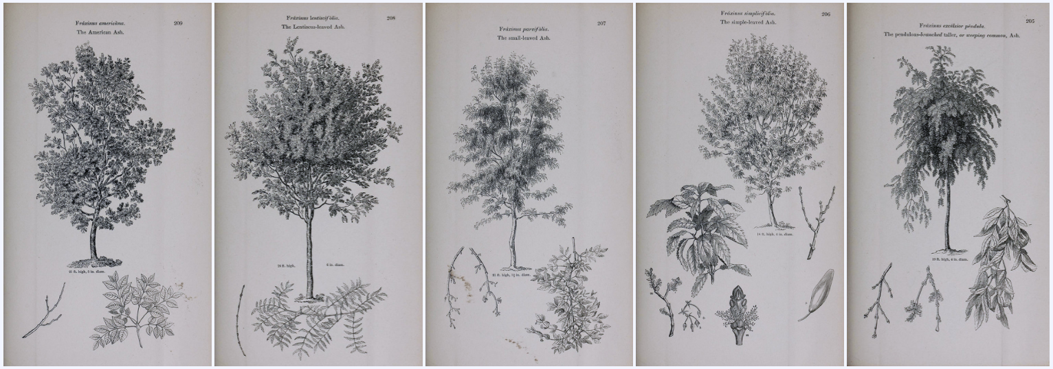 biodiversity heritage library - Arboretum et fruticetum britannicum