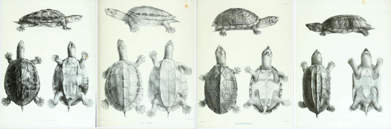 biodiversity heritage library - Catalogue of shield reptiles in the collection of the British Museum