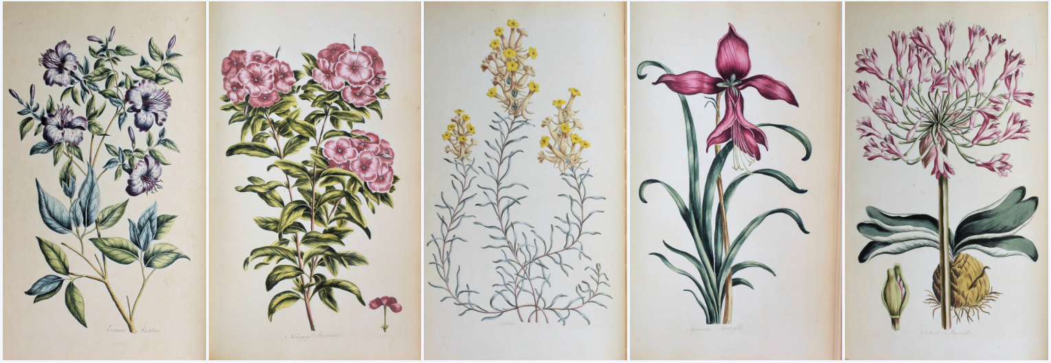 The Ultimate Source For FREE Botanical (and Bird, and Butterfly, and Many More) Illustration Collections