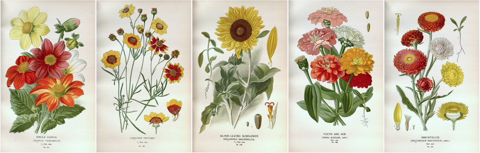 biodiversity heritage library - Favourite flowers of garden and greenhouse