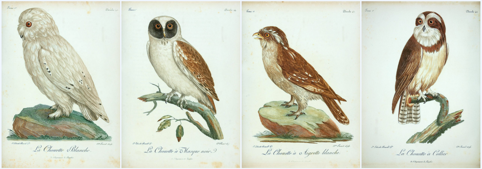 biodiversity heritage library - Histoire naturelle des oiseaux d'Afrique