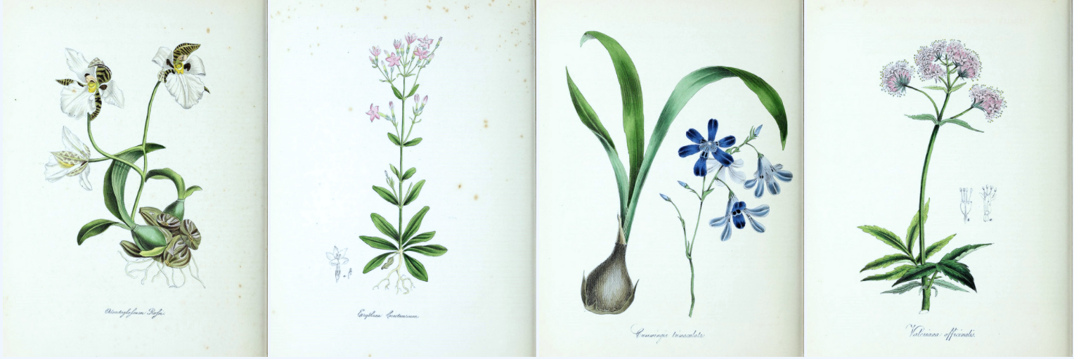 biodiversity heritage library - Illustrations of Useful Plants