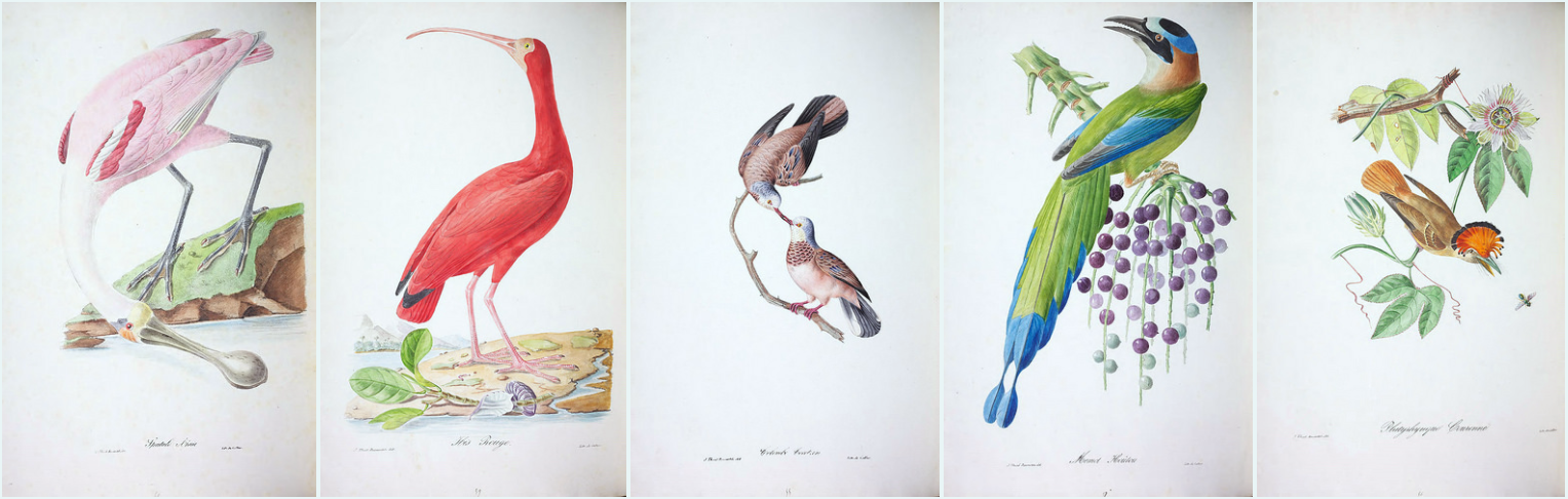 biodiversity heritage library - Oiseaux brillans du Brésil