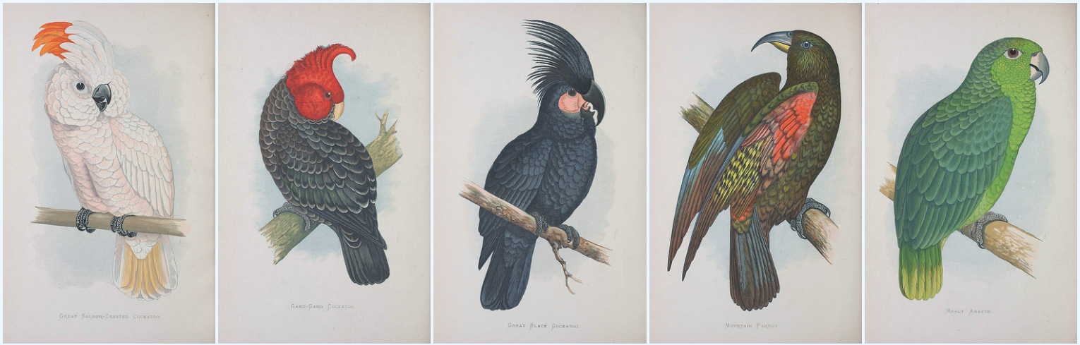 biodiversity heritage library - Parrots in captivity
