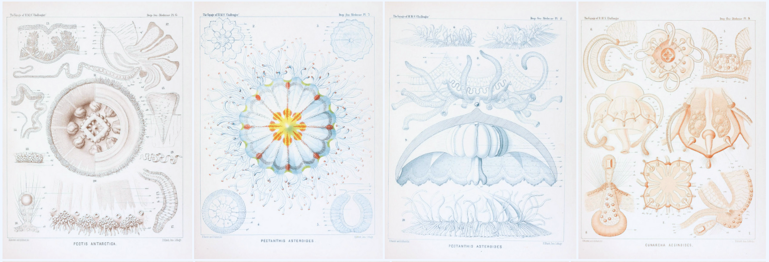 biodiversity heritage library - Report on the scientific results of the voyage of H.M.S. Challenger during the years 1873-76