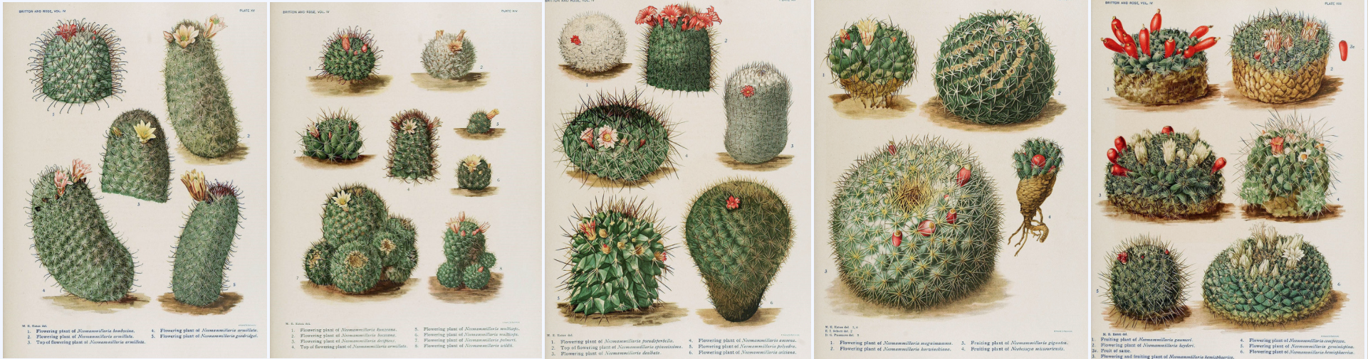 biodiversity heritage library - The Cactaceae - descriptions and illustrations of plants of the cactus family