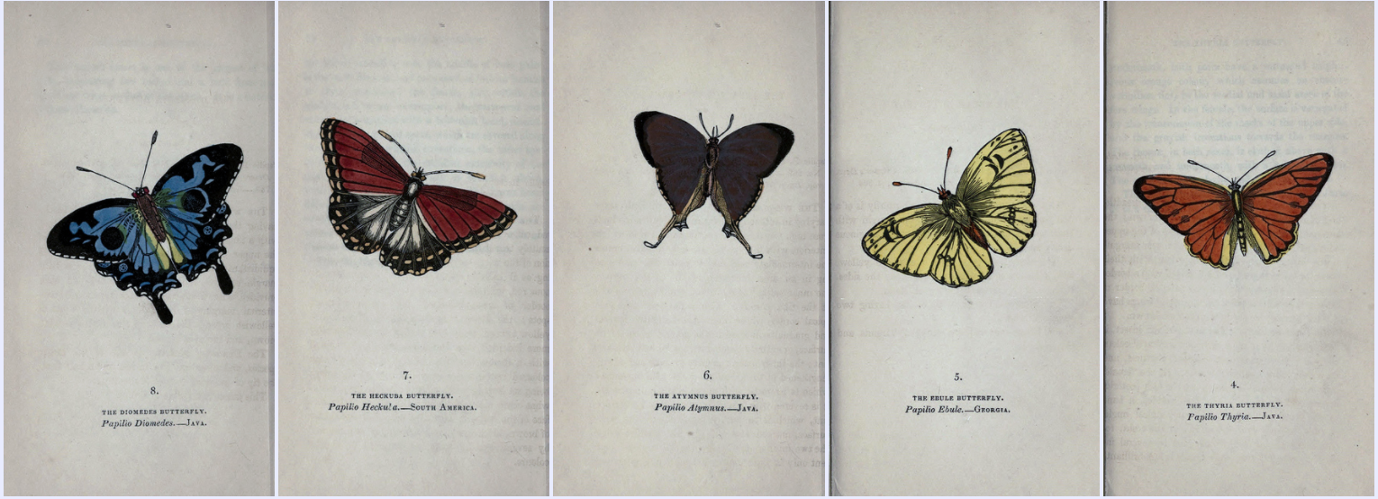 biodiversity heritage library - The book of butterflies, sphinxes and moths