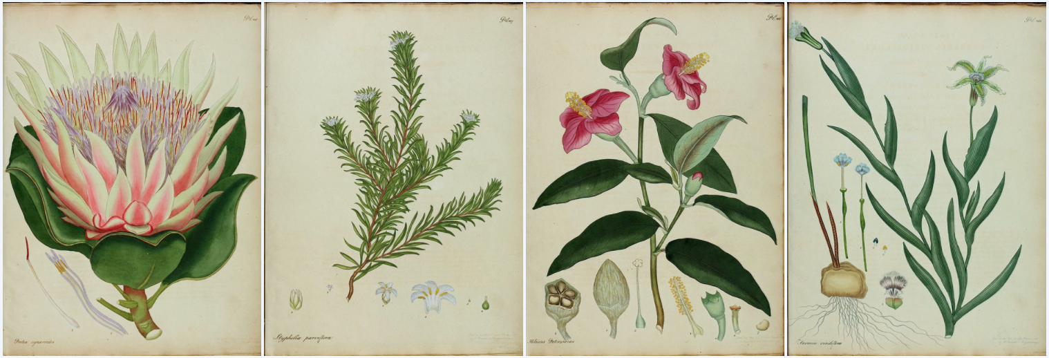 biodiversity heritage library - The botanist's repository, for new, and rare plants