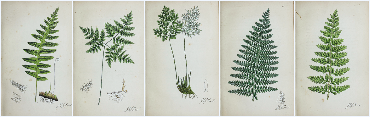 biodiversity heritage library - The ferns and fern allies of Wakefield and its neighbourhood