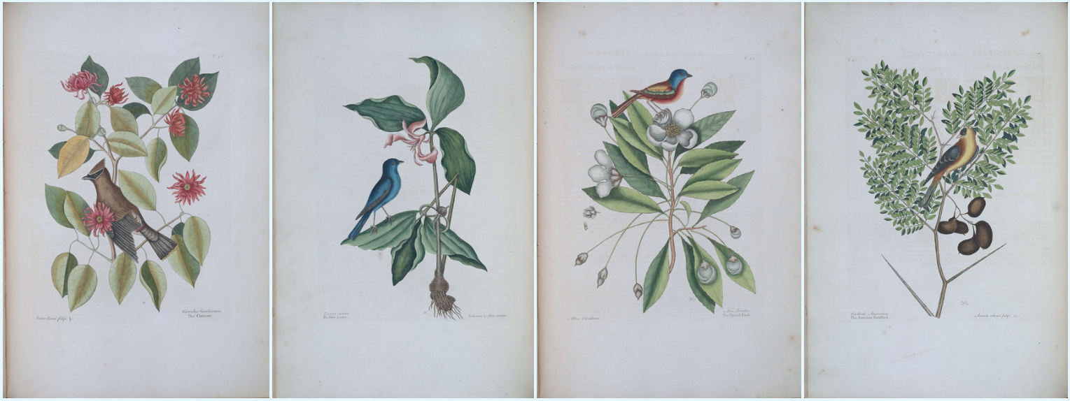 biodiversity heritage library - The natural history of Carolina, Florida, and the Bahama Islands