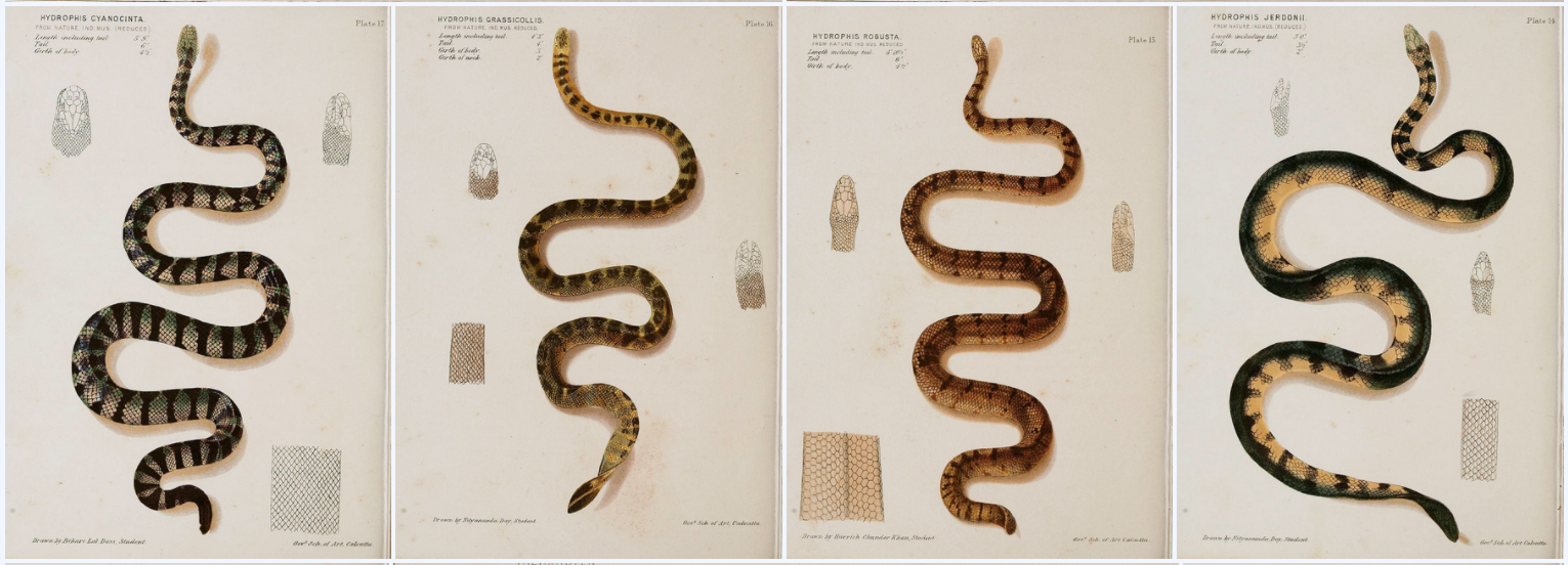 biodiversity heritage library - The poisonous snakes of India