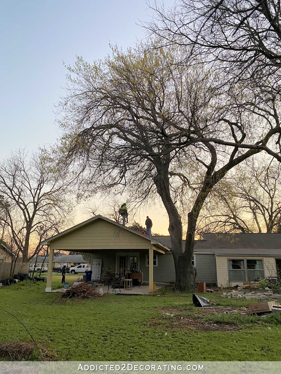 oak tree - before being cut down - 1