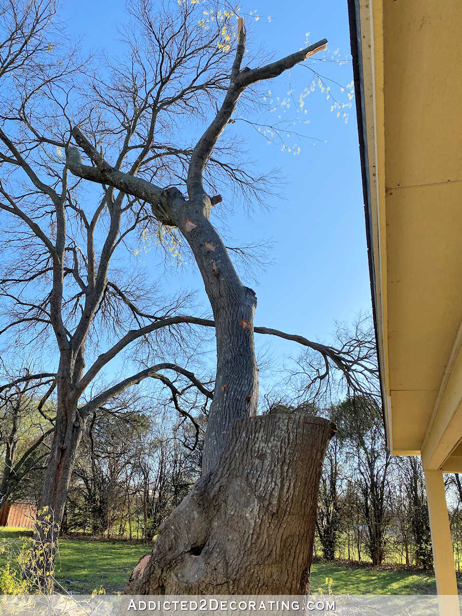 oak tree - before being cut down - 3