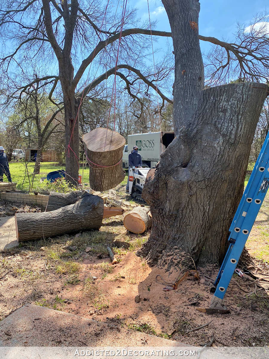 oak tree - being cut down - 2