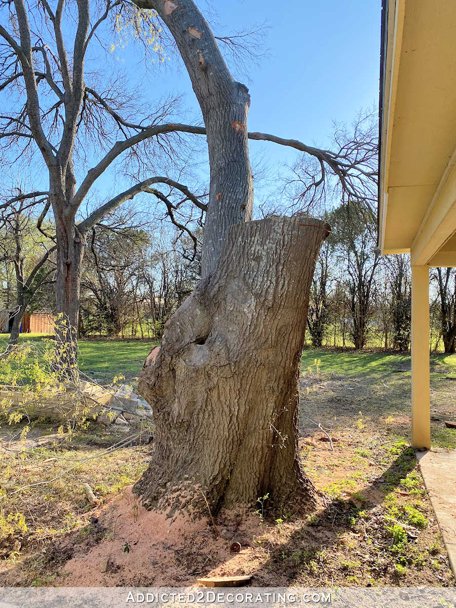 oak tree - being cut down - 3