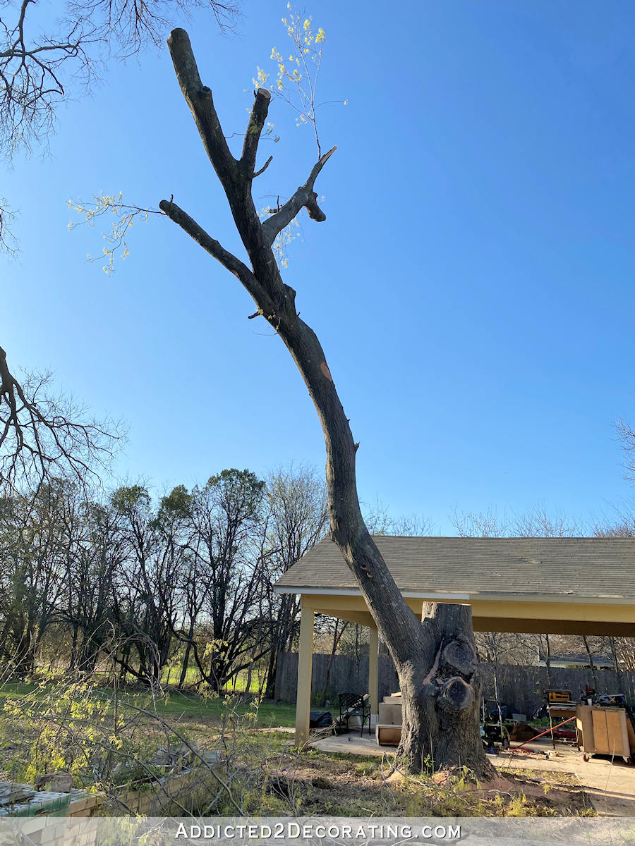 oak tree - being cut down - 4