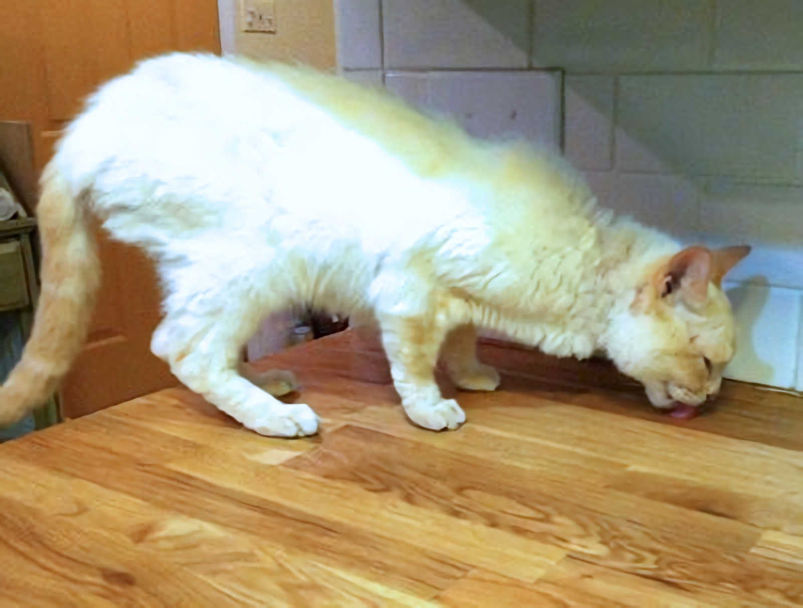 only downside to sealing butcher block countertops with mineral oil - cats love to lick mineral oil