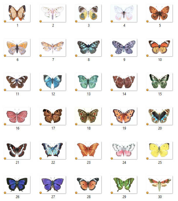 Butterfly illustrations free download for gallery wall