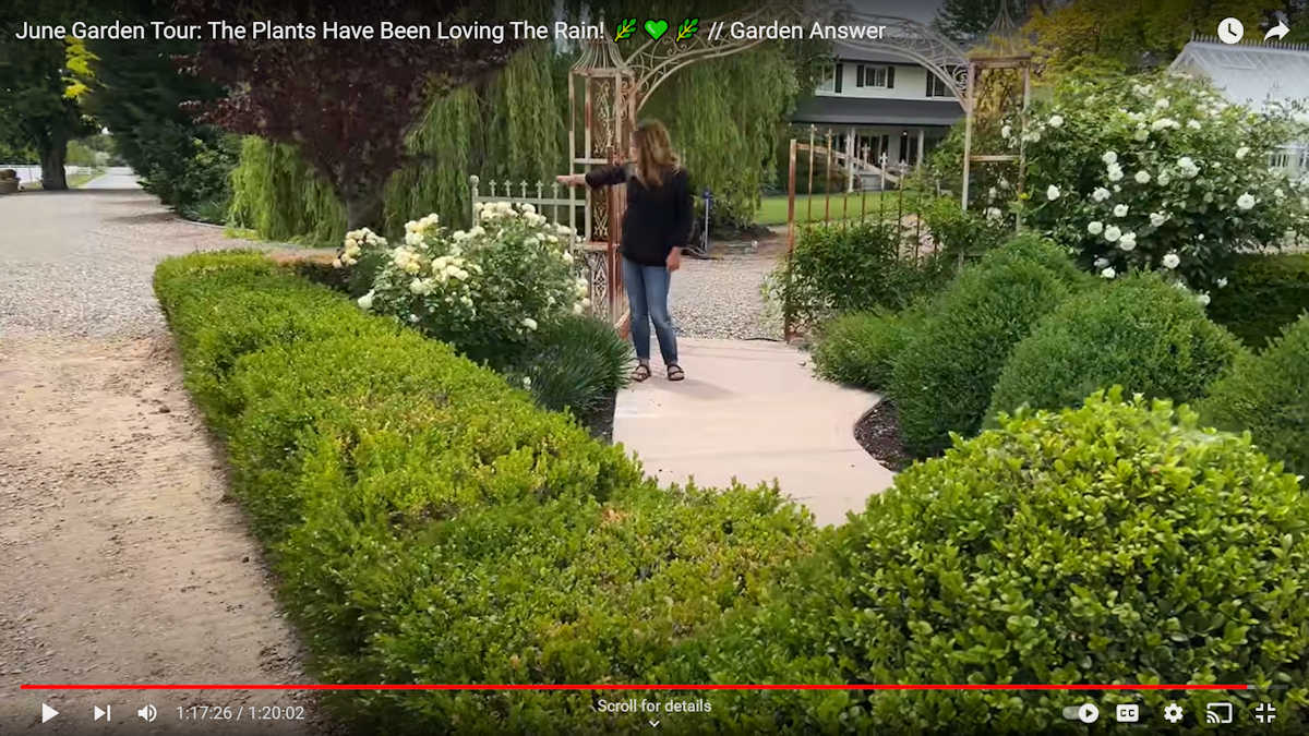 Landscape design inspiration -- Garden Answer YouTube channel - manicured hedges and flowering bushes along concrete sidewalk