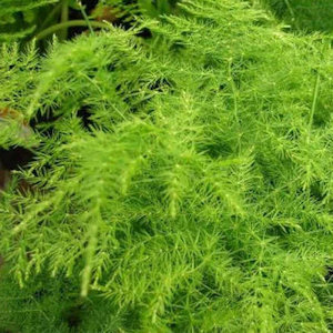 Asparagus fern