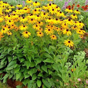 Black eyed susan