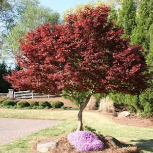 Bloodgood Japanese maple