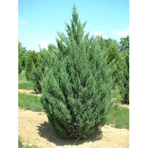 Blue point juniper