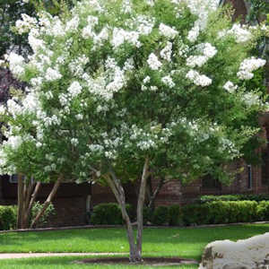 Crape myrtle