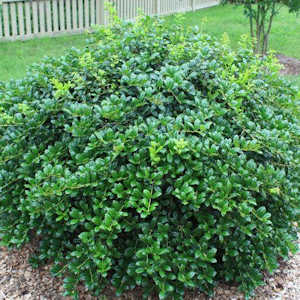 Dwarf burford holly