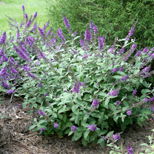 Dwarf butterfly bush