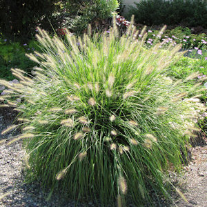 Dwarf fountain grass