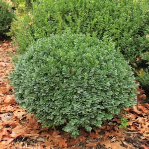 Dwarf yaupon holly