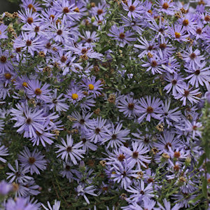 Fall aster