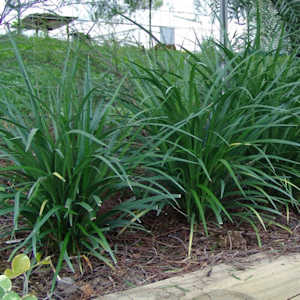 Giant liriope