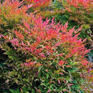 Gulf stream nandina