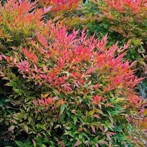 Gulf stream nandina